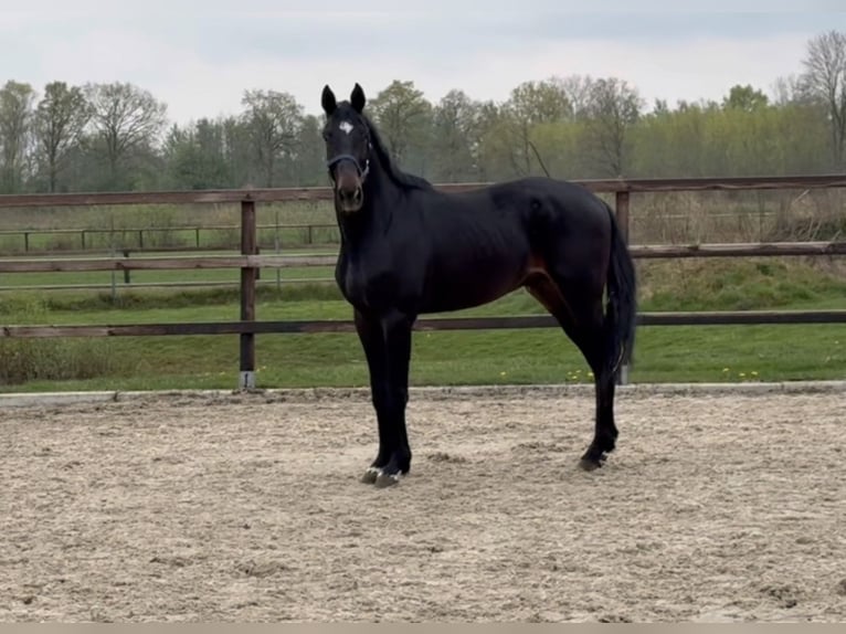Oldenburger Hengst 3 Jahre 167 cm Schwarzbrauner in Zieuwent