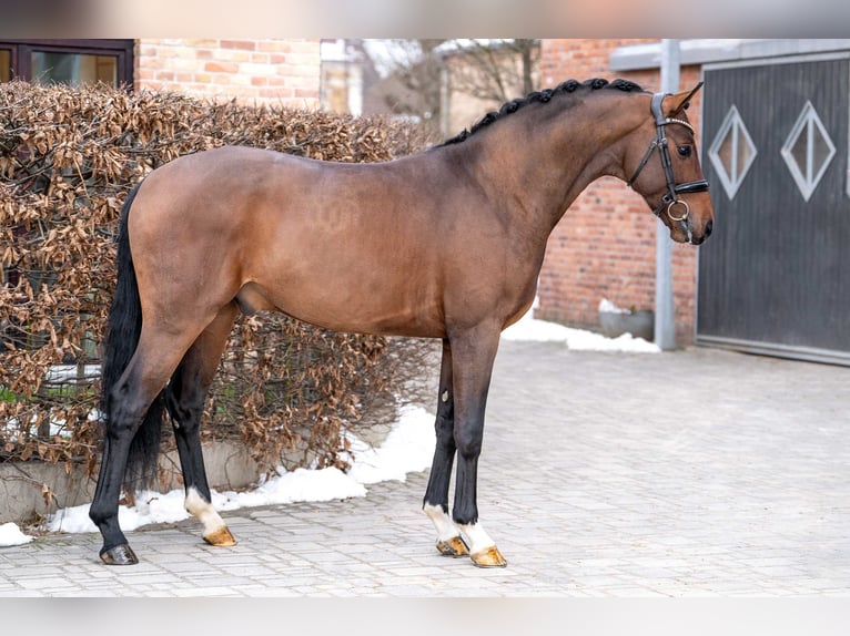 Oldenburger Hengst 3 Jahre 168 cm Brauner in Berlin
