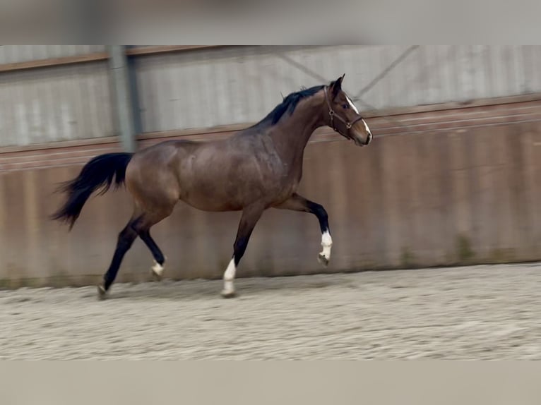 Oldenburger Hengst 3 Jahre 168 cm Brauner in Zieuwent