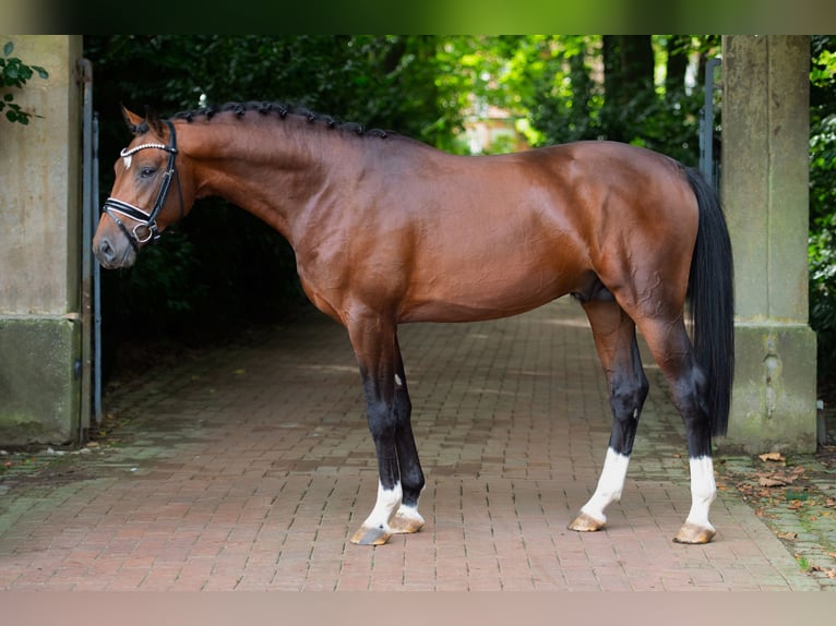 Oldenburger Hengst 3 Jahre 168 cm Brauner in Bramsche