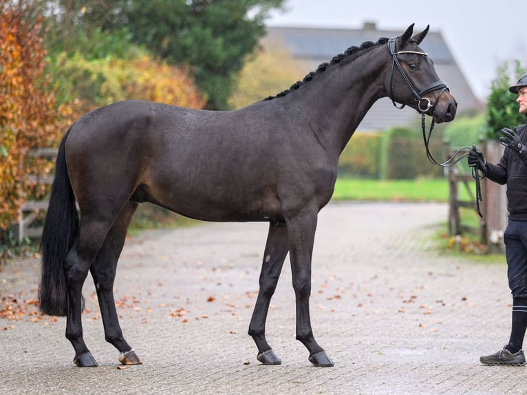 Oldenburger Hengst 3 Jahre 168 cm Dunkelbrauner in Redefin