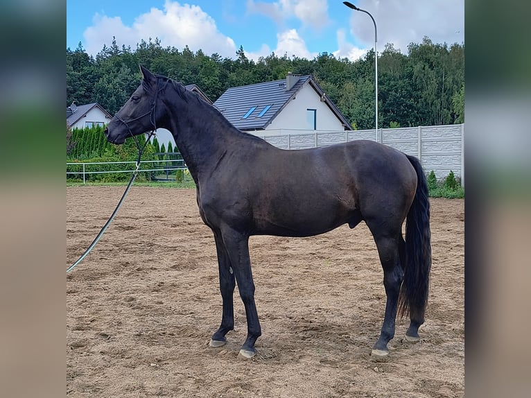 Oldenburger Hengst 3 Jahre 168 cm Rappe in Chwarstnica