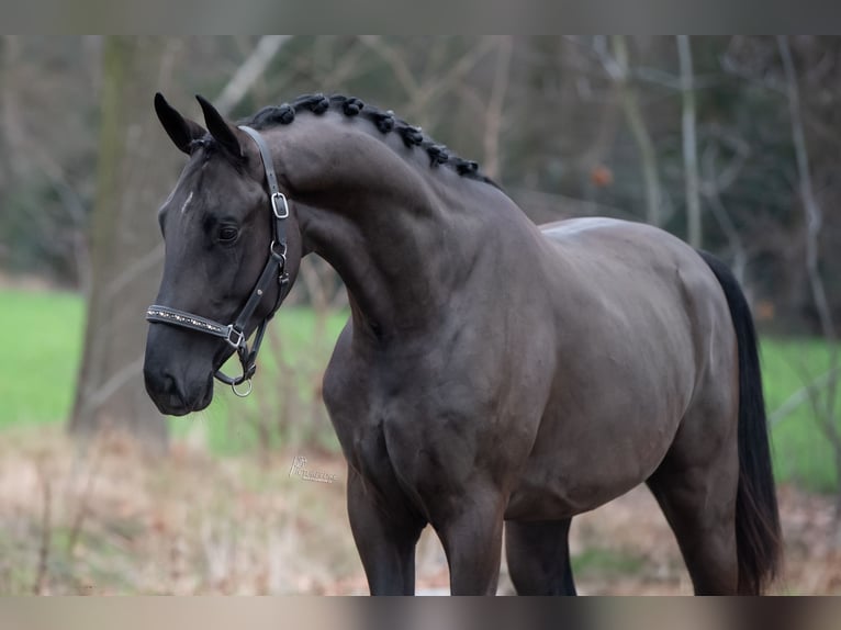 Oldenburger Hengst 3 Jahre 168 cm Rappe in Peer