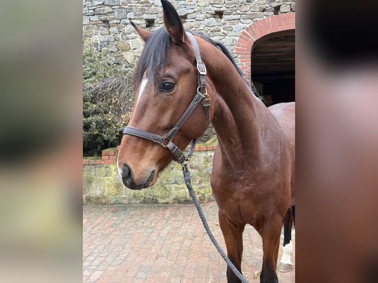 Oldenburger Hengst 3 Jahre 169 cm Brauner in Bramsche