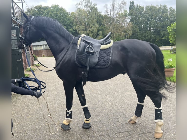 Oldenburger Hengst 3 Jahre 169 cm Rappe in Düsseldorf