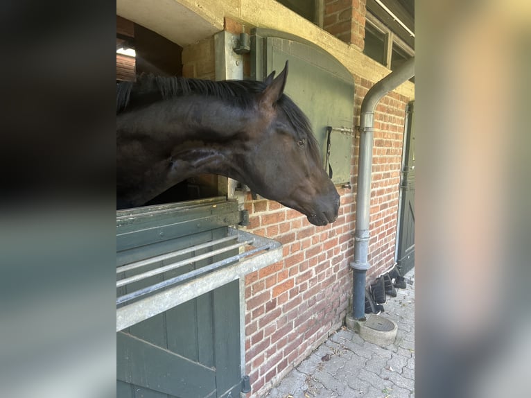 Oldenburger Hengst 3 Jahre 169 cm Rappe in Düsseldorf