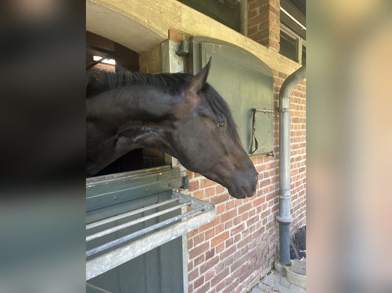 Oldenburger Hengst 3 Jahre 169 cm Rappe in Düsseldorf