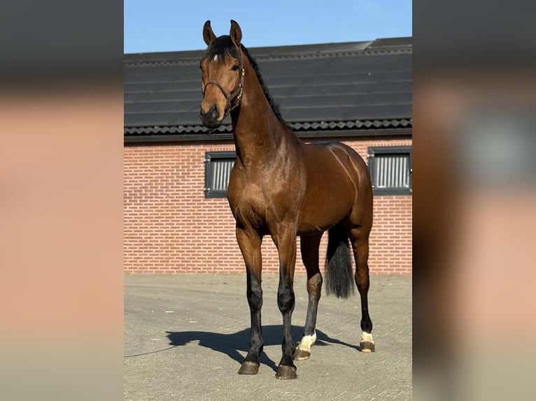 Oldenburger Hengst 3 Jahre 170 cm Brauner in Zieuwent