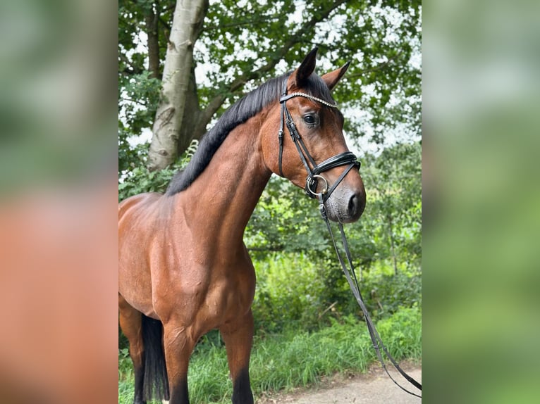 Oldenburger Hengst 3 Jahre 172 cm Brauner in L&#xFC;nne