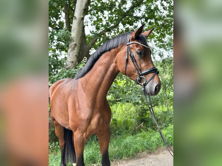 Oldenburger Hengst 3 Jahre 172 cm Brauner in L&#xFC;nne