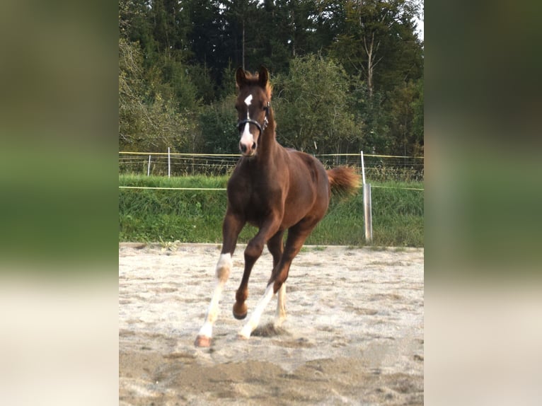Oldenburger Hengst 3 Jahre 172 cm Dunkelfuchs in Isny im Allgäu