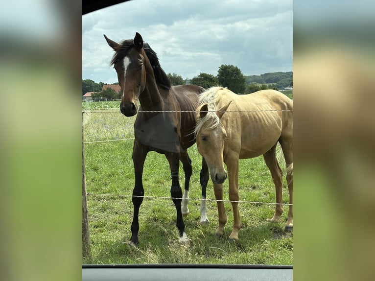 Oldenburger Hengst 3 Jahre 175 cm Brauner in Brockum