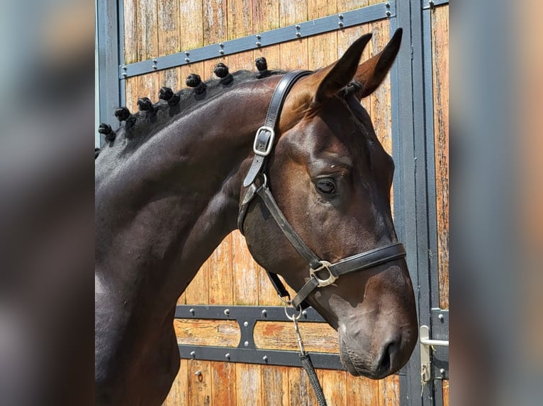 Oldenburger Hengst 3 Jahre 175 cm Dunkelbrauner in Zieuwent