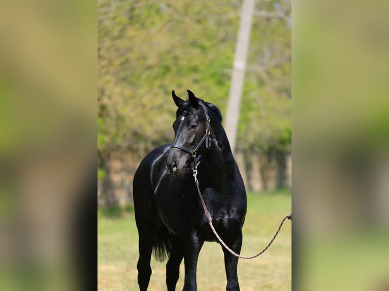 Oldenburger Hengst 3 Jahre in Stud