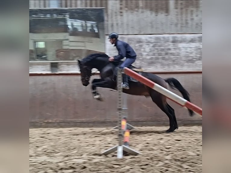 Oldenburger Hengst 4 Jaar 165 cm Bruin in Regesbostelre