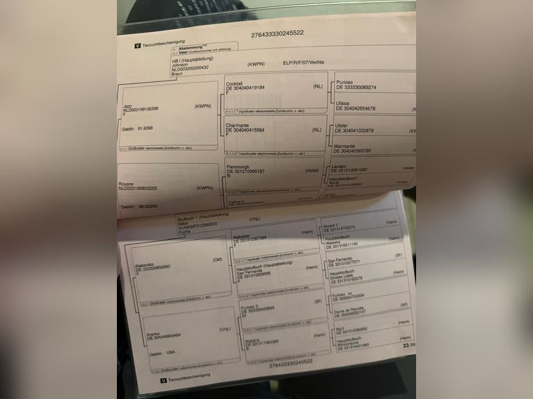 Oldenburger Hengst 4 Jaar 167 cm Donkere-vos in Tass