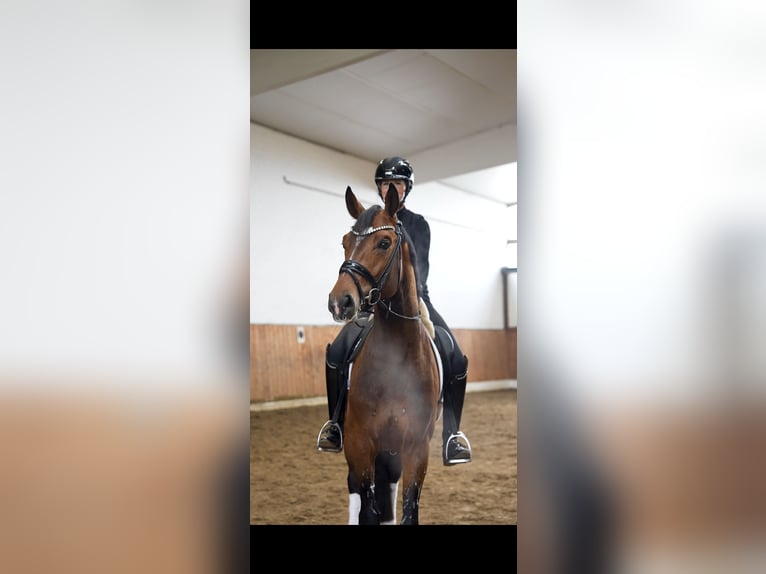 Oldenburger Hengst 4 Jaar 168 cm Bruin in Lippetal