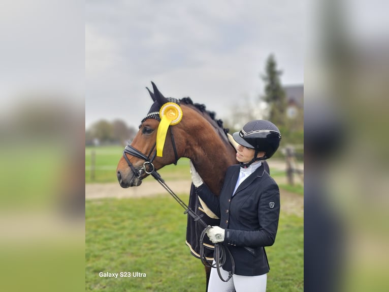 Oldenburger Hengst 4 Jaar 168 cm Bruin in Lippetal