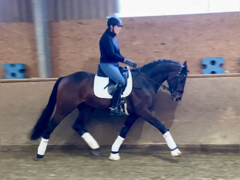 Oldenburger Hengst 4 Jaar 168 cm Donkerbruin in Hude (Oldenburg)