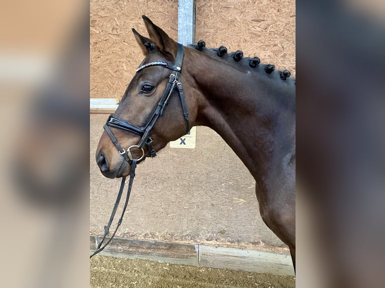 Oldenburger Hengst 4 Jaar 168 cm Donkerbruin in Hude (Oldenburg)