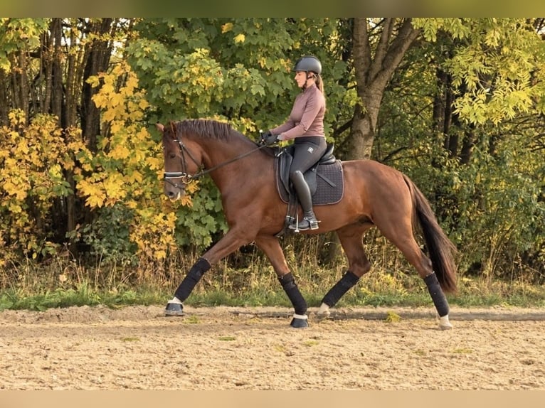 Oldenburger Hengst 4 Jaar 168 cm Donkere-vos in Schönthal