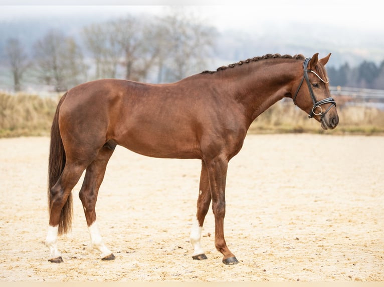 Oldenburger Hengst 4 Jaar 168 cm Donkere-vos in Schönthal