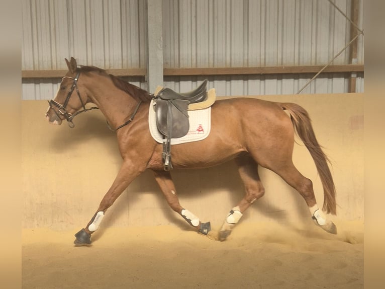 Oldenburger Hengst 4 Jaar 168 cm Vos in Heidenrod