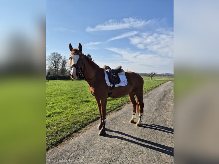 Oldenburger Hengst 4 Jaar 168 cm Vos in Heidenrod