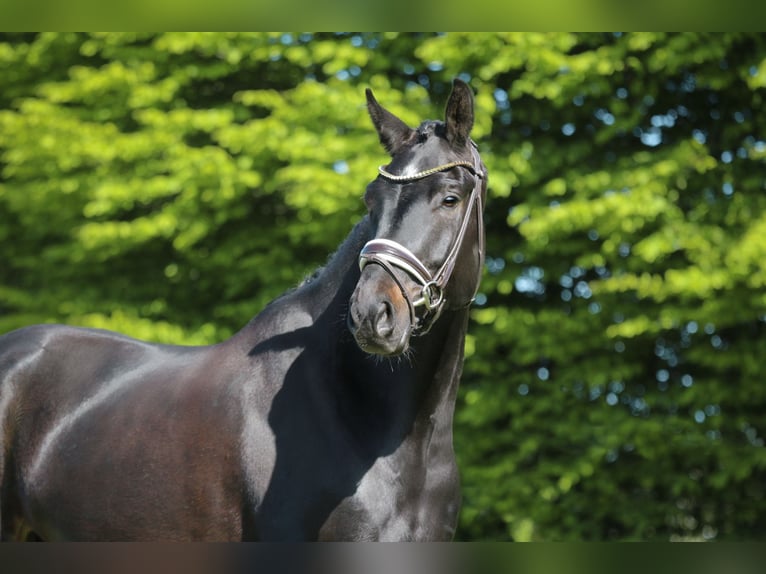 Oldenburger Hengst 4 Jaar 168 cm Zwartbruin in Seefeld