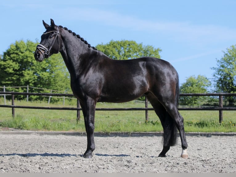 Oldenburger Hengst 4 Jaar 168 cm Zwartbruin in Seefeld