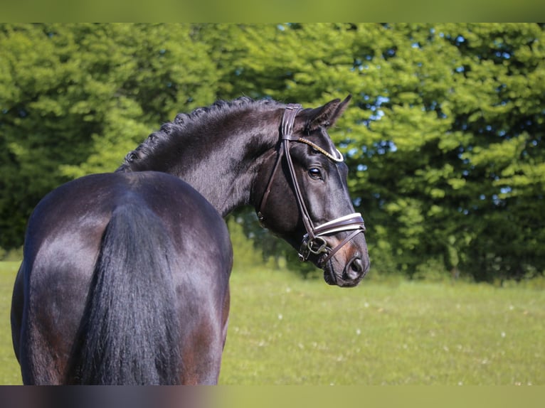 Oldenburger Hengst 4 Jaar 168 cm Zwartbruin in Seefeld