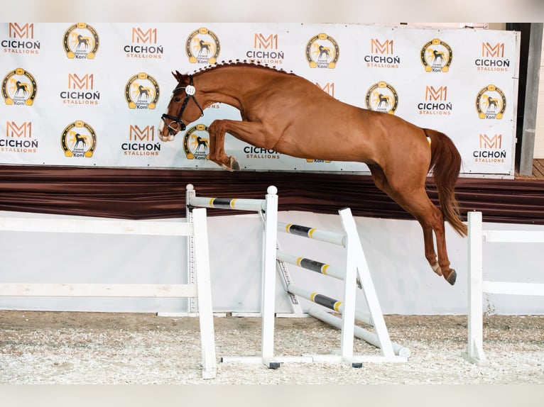 Oldenburger Hengst 4 Jaar 169 cm Vos in Kielce