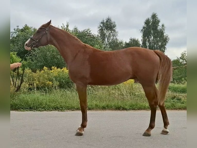 Oldenburger Hengst 4 Jaar 169 cm Vos in Kielce