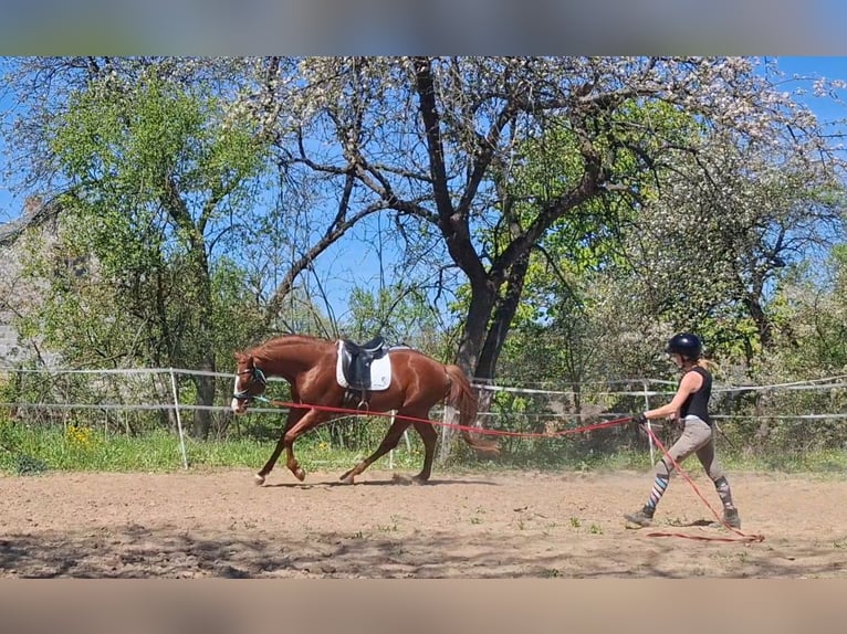 Oldenburger Hengst 4 Jaar 169 cm Vos in Kielce