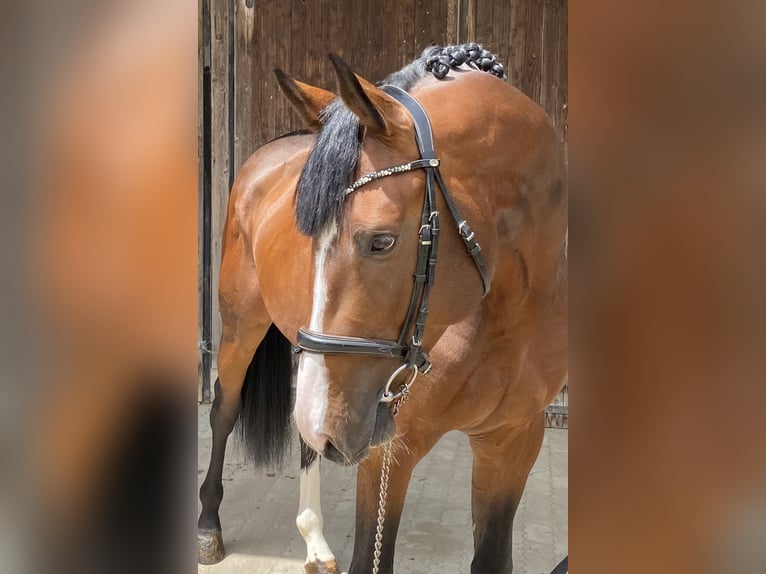 Oldenburger Hengst 4 Jaar 170 cm Bruin in Traunreut