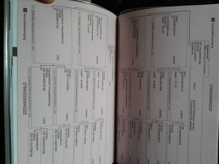 Oldenburger Hengst 4 Jaar 170 cm Zwart in Madrid