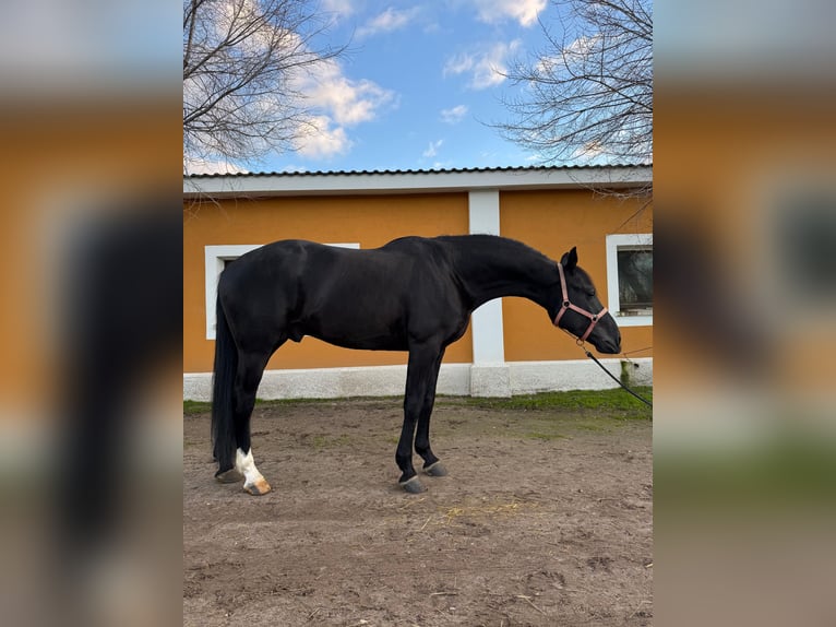 Oldenburger Hengst 4 Jaar 171 cm Zwart in Madrid