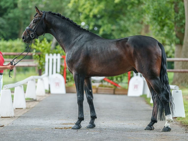 Oldenburger Hengst 4 Jaar 178 cm Donkerbruin in Münster