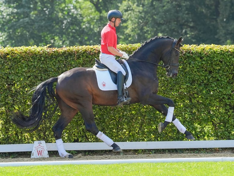 Oldenburger Hengst 4 Jaar 178 cm Donkerbruin in Münster