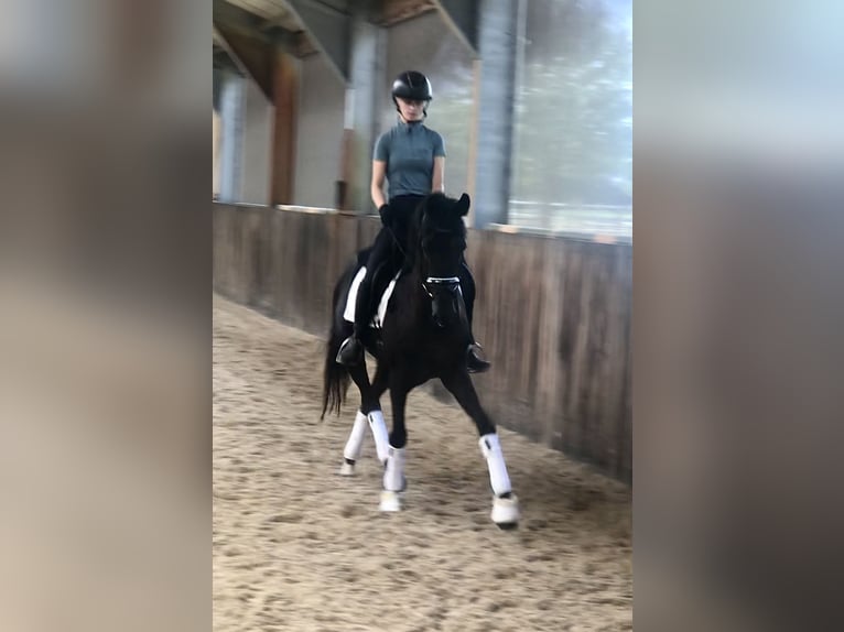 Oldenburger Hengst 4 Jahre 164 cm Rappe in Neeritter