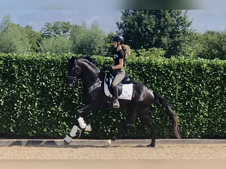 Oldenburger Hengst 4 Jahre 164 cm Rappe in Neeritter