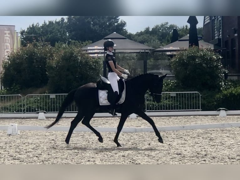 Oldenburger Hengst 4 Jahre 164 cm Rappe in Neeritter