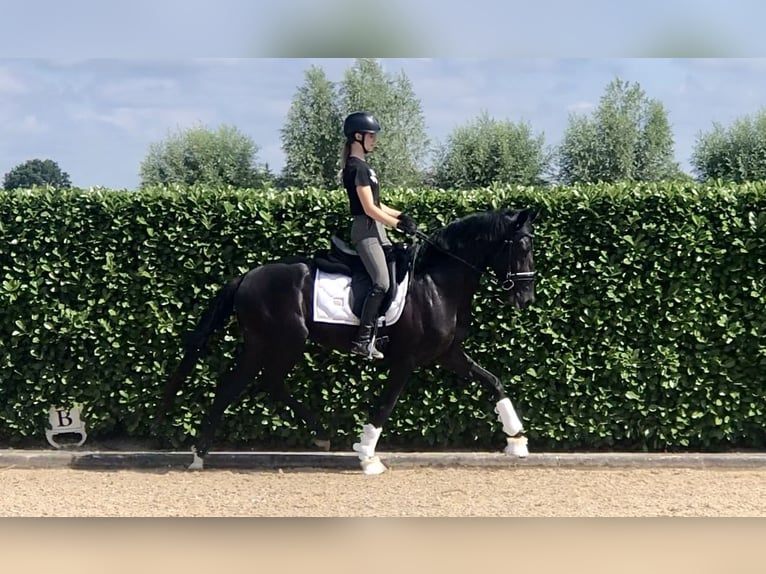 Oldenburger Hengst 4 Jahre 164 cm Rappe in Neeritter