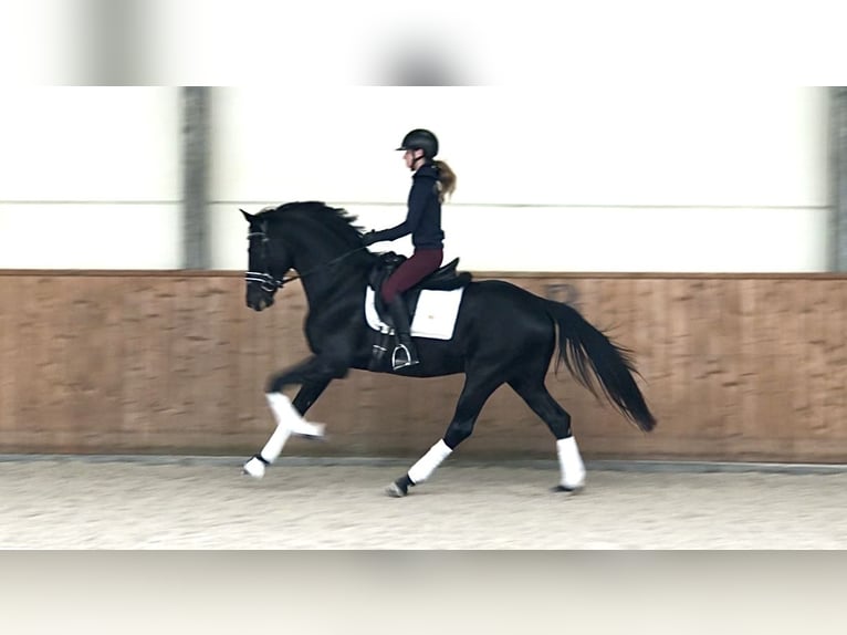 Oldenburger Hengst 4 Jahre 166 cm Rappe in Bree