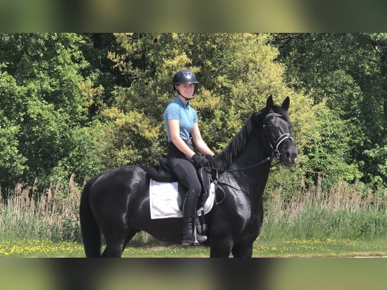 Oldenburger Hengst 4 Jahre 166 cm Rappe in Bree
