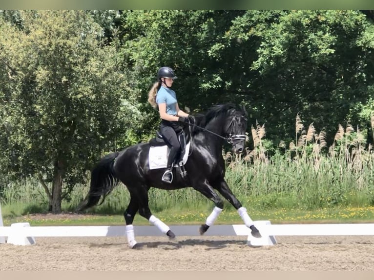 Oldenburger Hengst 4 Jahre 166 cm Rappe in Bree