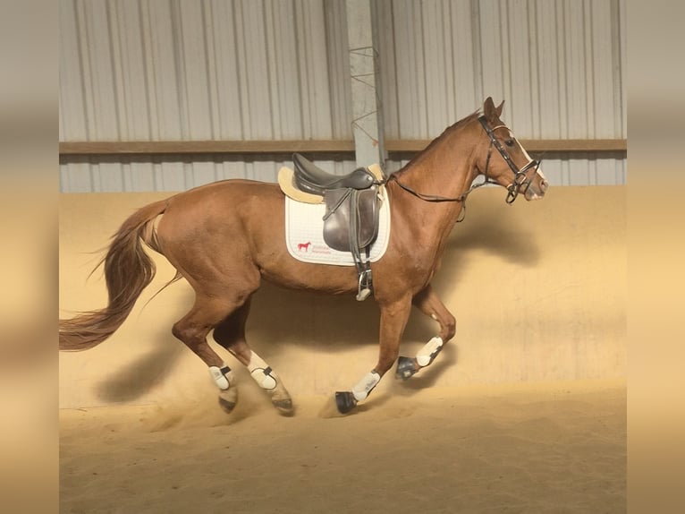 Oldenburger Hengst 4 Jahre 168 cm Fuchs in Heidenrod