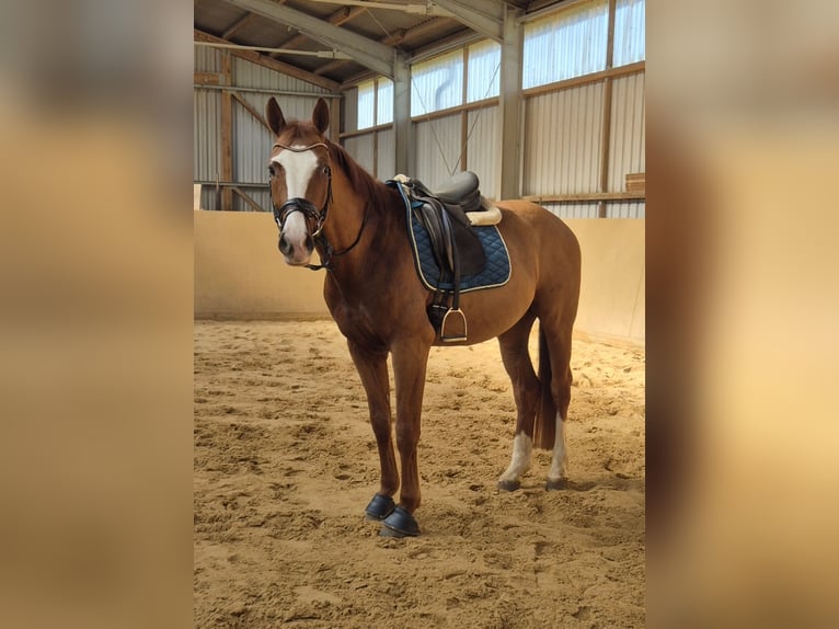 Oldenburger Hengst 4 Jahre 168 cm Fuchs in Heidenrod