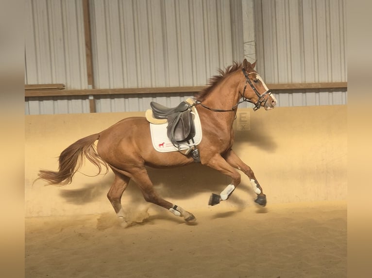 Oldenburger Hengst 4 Jahre 168 cm Fuchs in Heidenrod