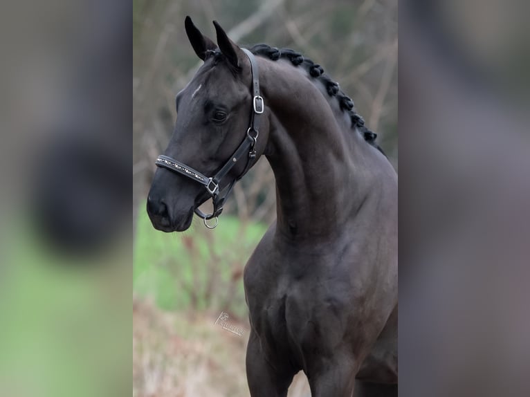 Oldenburger Hengst 4 Jahre 168 cm Rappe in Peer